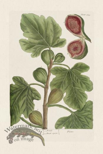 BEE 125 The Fig Tree